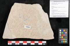 Foto (Objekt + Etikett) von Populus nigra Linne (NHMW-GEO-2024-0188-15008)